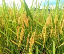 Zʳa(chn)I(y)桿Ї룺ʮ塻Zʳa(chn)I(y)ΰȫcЧĻʯZʳa(chn)I(y)-ʮ(zhn)Ҏ(gu)-(zhn)Ҏ(gu)